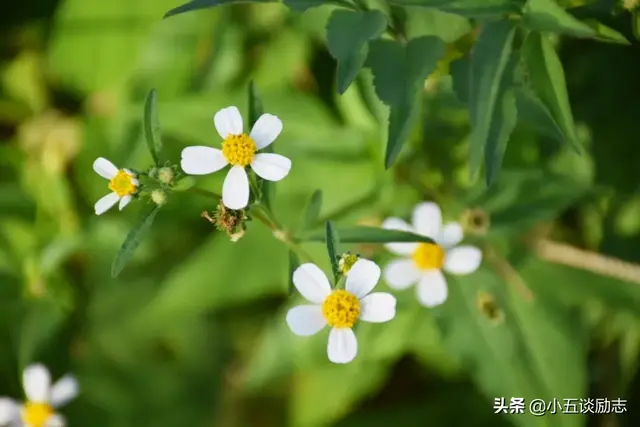 人生最高境界是平淡的安逸，日子，平淡安逸就好