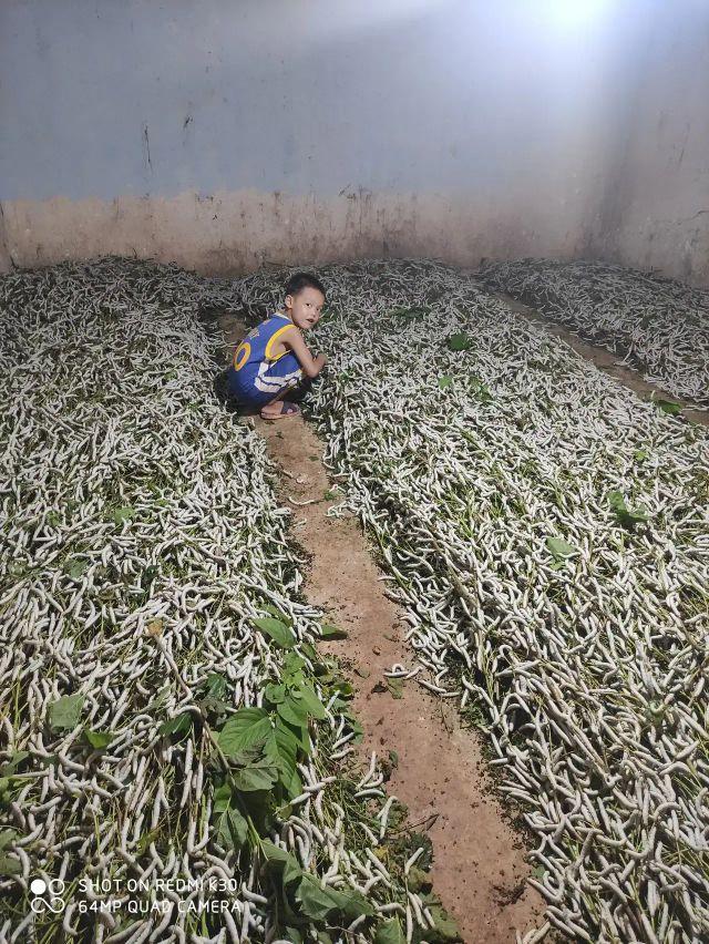 蚕卵孵化需要多少天，蚕卵孵化需要多少天（你小时候养过蚕吗）