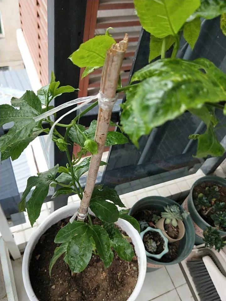 一株百香果(自己在家就能种,1根枝结3斤果) - 彝家农业网