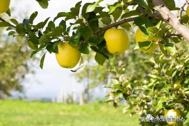 果蜜是什么，柠檬果蜜是什么（走进日本苹果第一大县“青森县”）