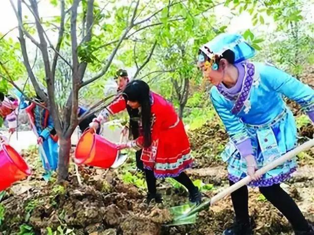 树木名称，知识，铁刀木与铁力木的区别（100种树木名称）