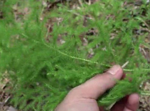 铺地蜈蚣盆景怎么养，铺地蜈蚣盆景叶子干枯（山上长出“铺地蜈蚣”）