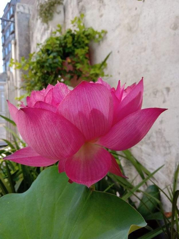 荷花籽怎么催芽，荷花籽怎么催芽视频（种莲花有啥难的）