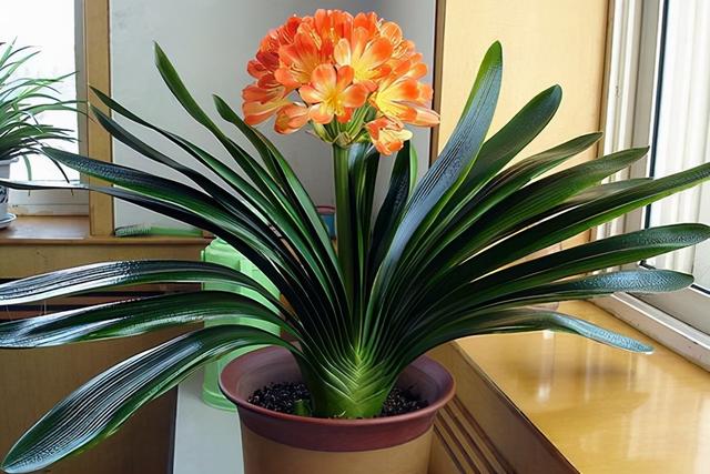 适合家里养的32种花，家里养什么花好（”家居盆花100种）