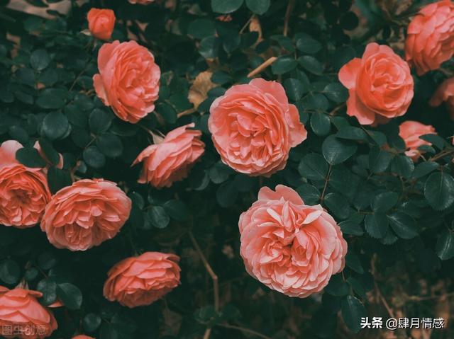 女孩说阿巴阿巴是啥意思，阿巴阿巴阿巴什么意思（不知道怎么与喜欢的女生沟通）