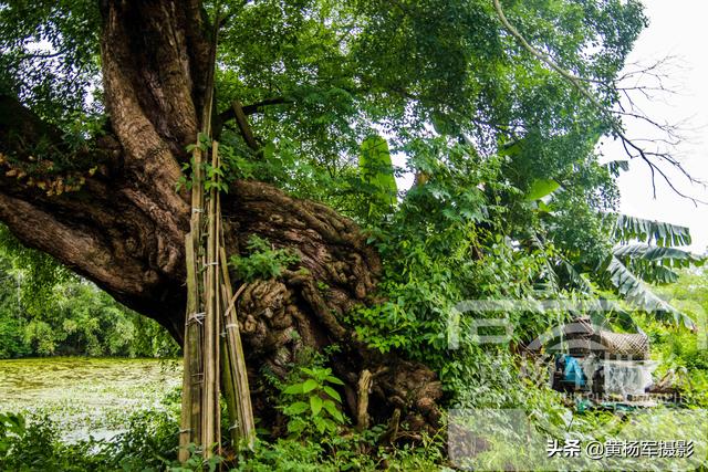 榕树的资料，小叶榕树图片（广东北部古树名木最多的县）