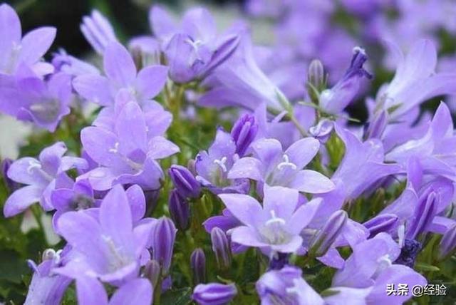 桔梗花语，桔梗花语为什么是无望的爱（桔梗花的花语和传说）