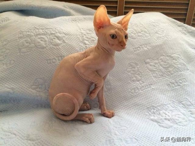 什么猫没有毛，什么猫没有毛多少钱（饲养它们要注意这些）