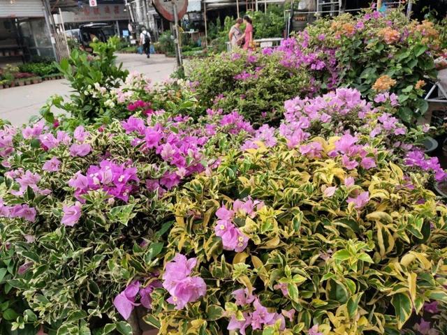 荷花最好看的品种是什么，这花最好看、最好养