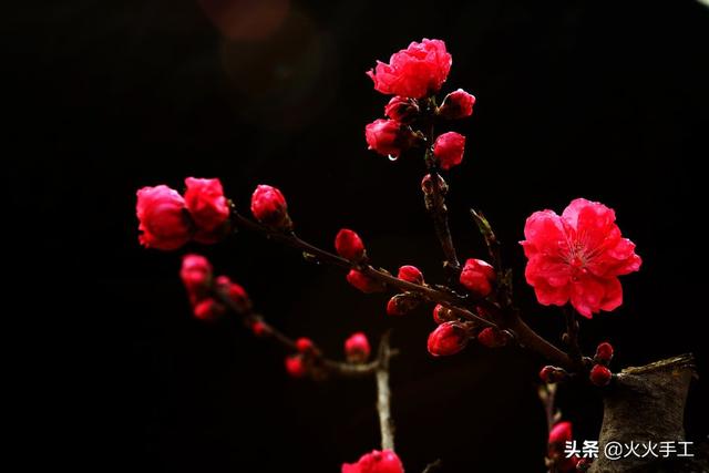 红梅花的寓意是什么，红梅花代表什么象征意义（而我用枯树枝和纸做了一枝梅花）