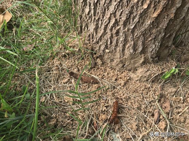 韧皮部是树的哪个部位，韧皮部在树的什么部位（白蜡树树干上有很多虫孔）