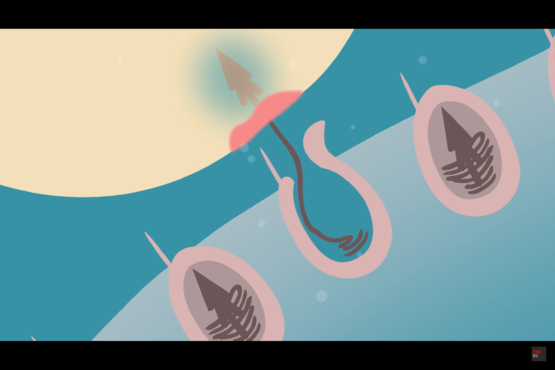 世界上最毒的水母，十种危险水母（澳大利亚箱形水母为什么会是全球最毒生物）