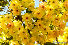 中国樱花有几个品种，中国樱花树品种（这81种樱花）