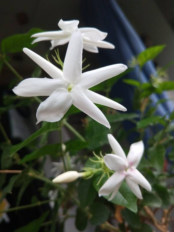 有香味的花(哪些花香味比较好闻)
