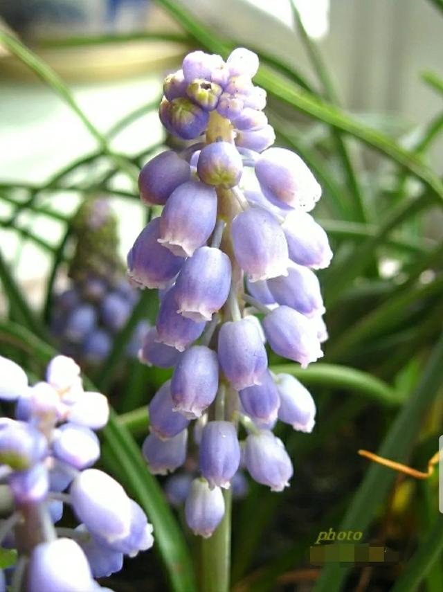 花语传说，一见钟情忘不了（花语传说护肤品）