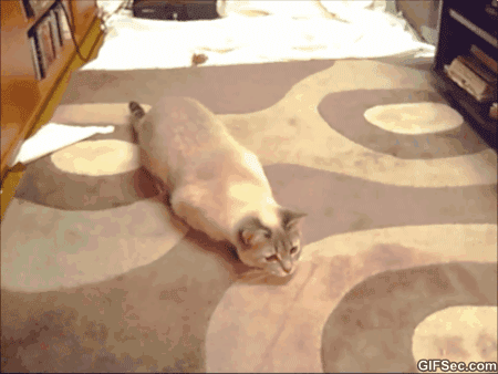 **毛虫是益虫还是害虫，毛毛虫是益虫还是害虫（满身毒刺若碰必中毒，痛入骨髓）