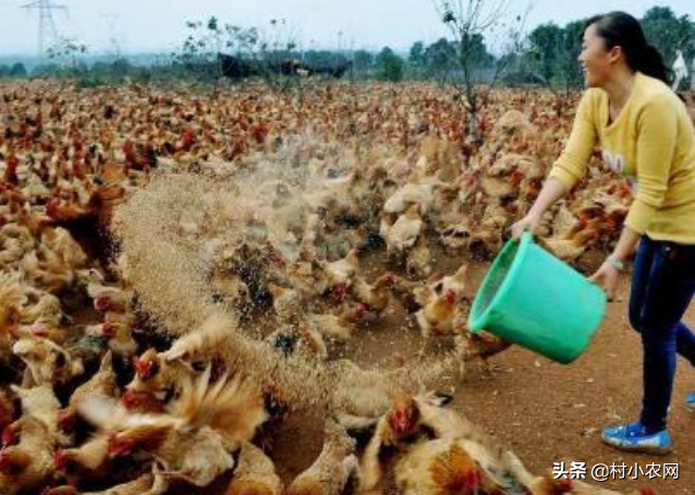 养什么赚钱()