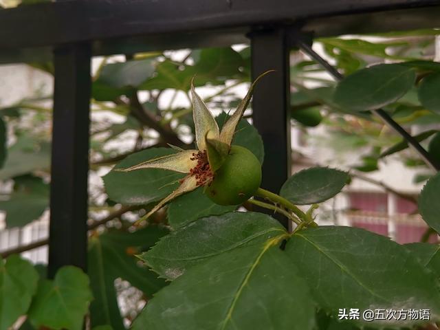 绣线菊亚科植物多具瞢荚果,少为蒴果,瞢荚果由离生心皮发育而来,是初生性状，或原始性状,蒴果由合（草莓上的小麻点真的只是种子吗）