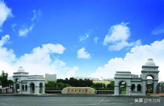 东北林业大学林学院,东北林业大学林学院的专业介绍(哈尔滨这四所高校实力爆表) 东北林业大学林学院,东北林业大学林学院的专业介绍(哈尔滨这四所高校实力爆表)