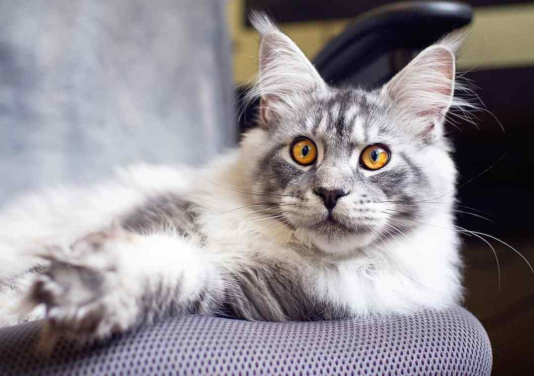 猫咪发情怎么缓解(怎样判断猫咪发完情了)