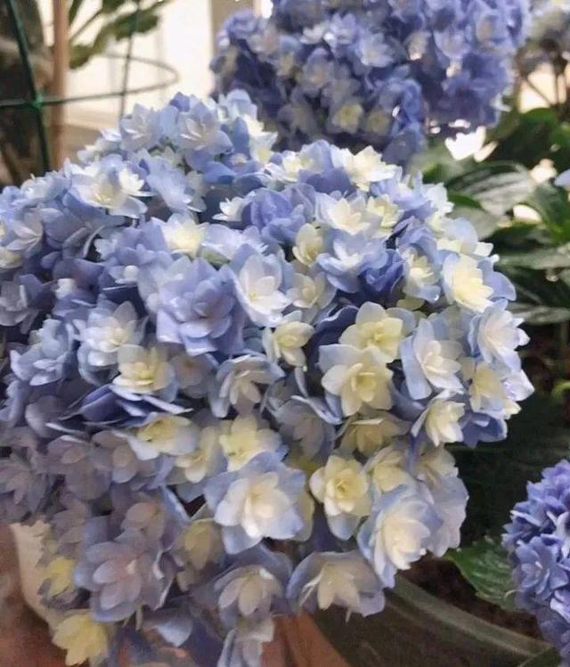 鸟尾花的繁育管理，鸟尾花 花期（30种耐阴花）