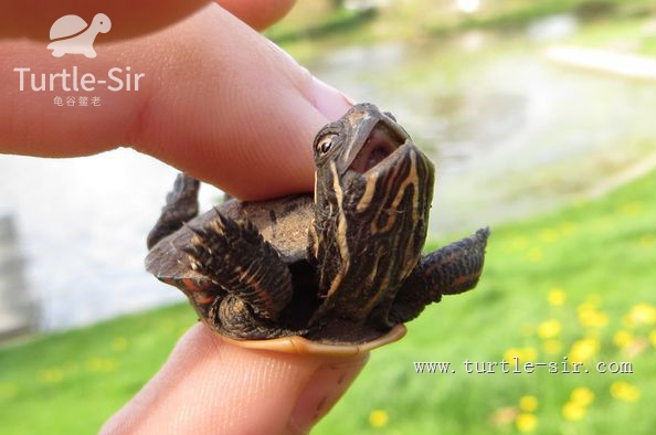 成语缩头什么颈，头缩颈的近义词（全程高能来袭第一季）