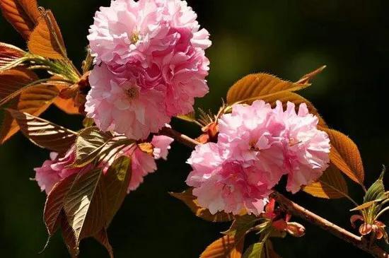樱花是什么颜色，樱花有哪些品种和颜色（早樱、晚樱、垂枝樱、云南樱简介）