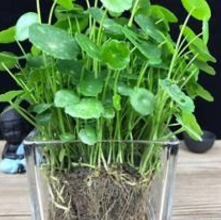 铜钱草怎么养，铜钱草的“3种”种植方法（铜钱草怎么养水培）