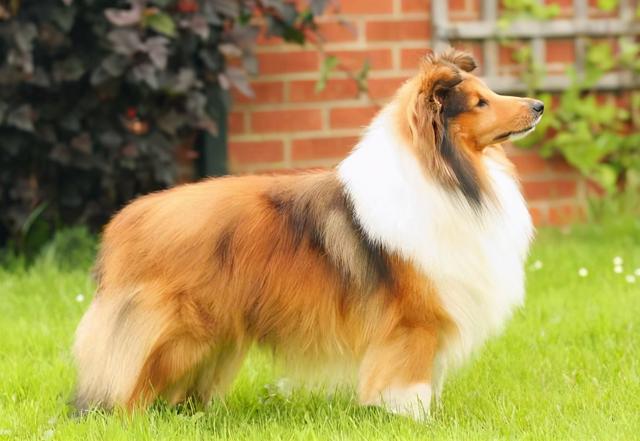 狗能吃生鸡蛋吗，两个月大的小金毛可以吃生鸡蛋吗（狗狗为什么不能吃“鸡蛋白”）