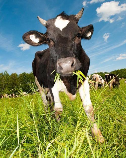 老牛吃嫩草的下一句是什么，老牛吃嫩草的下一句是什么什么（吃鸡莫待老”你知道是什么意思吗）