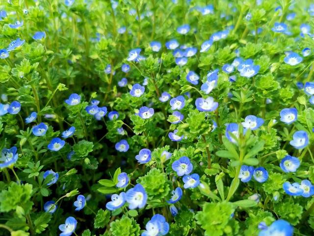 农村的野生植物大全，农村到处可见的野生植物