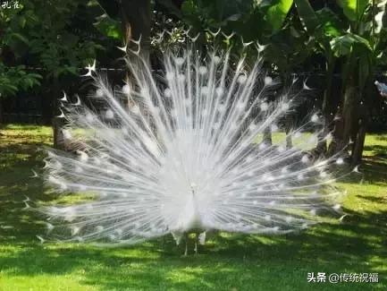 为什么雄性白孔雀也会开屏，孔雀开屏都是雄的吗（白孔雀开屏，太美了）