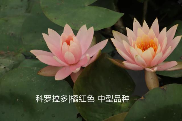 海尔芙拉的花期，海尔芙拉花苞（最能代表夏天的植物——碗莲、睡莲）