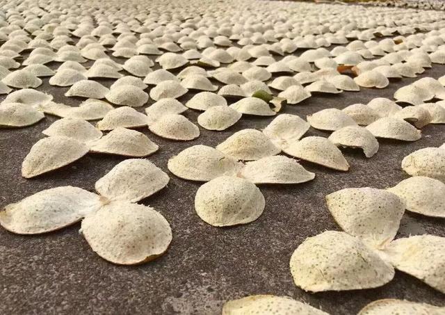 自制的九制陈皮的做法，九制陈皮制作过程（陈皮的制作工艺流程）