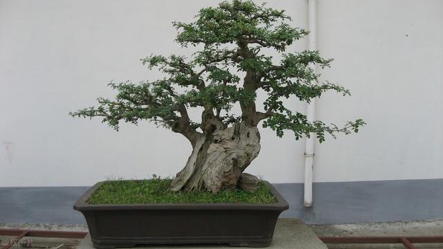 木本植物和草本植物的区别,木本植物盆栽有哪些(保值和有升值空间的