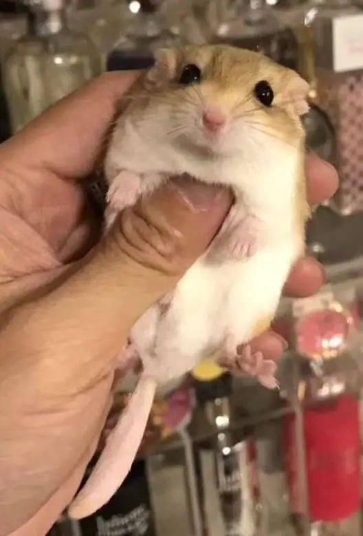 龙猫和仓鼠的区别，仓鼠与龙猫对比（出名已久的“鼠类”小宠）