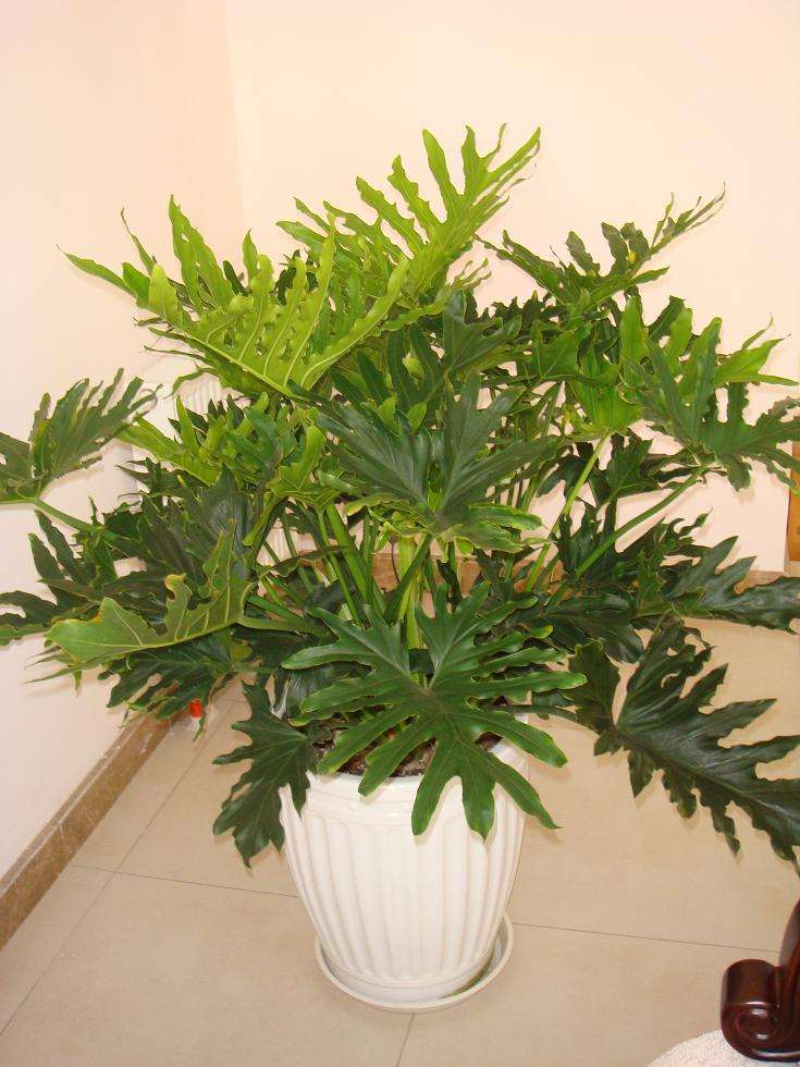 怎样养春羽,春羽怎样养出龙鳞 - 珍缘易学