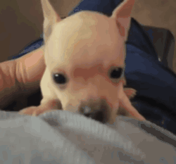 呆萌狗狗，呆萌狗狗道具（呆萌+有趣+憨厚图片）