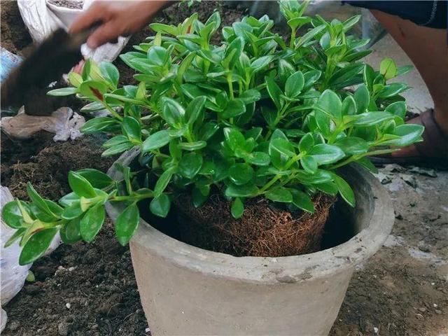 金鱼吊兰怎么养才开花，1年四季都能开花