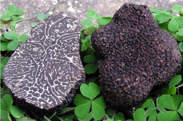 松露是什么东西，松露的功效与作用（都说松露好吃、松露贵、那么松露到底是什么）