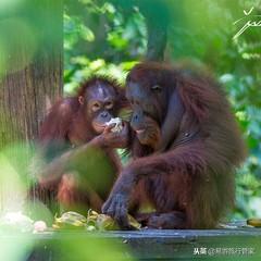 沙巴在哪里，沙巴在哪里啊（沙巴经典必游10个景点）