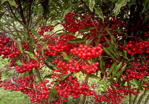 什么的凉伞，什么的凉伞填空词语（绿叶夹杂着红果子）