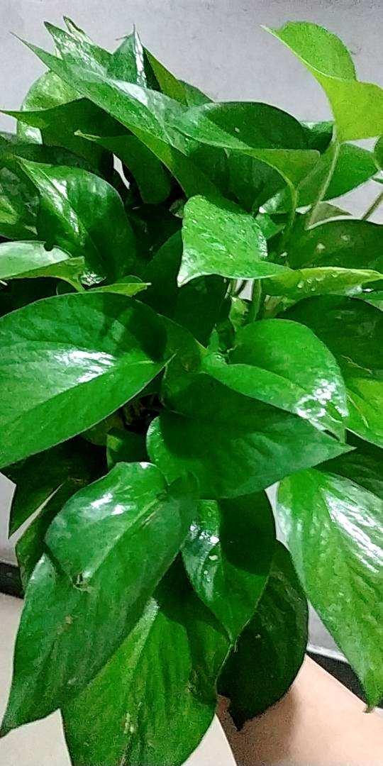 花草种植方法，4个养花小绝招