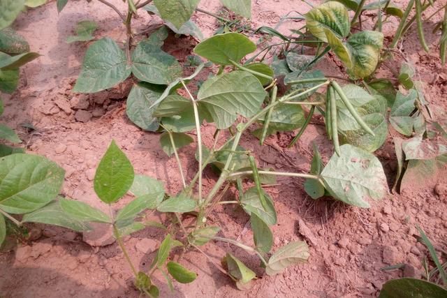 杂粮有哪些品种，粗粮都有什么（中国豆类大全）