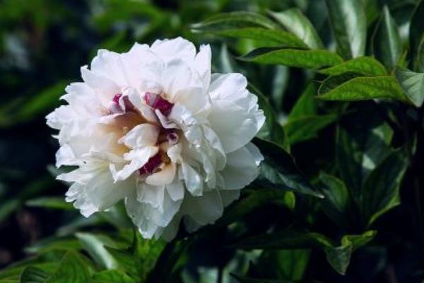 白芍种植技术，白芍种植的利润与投资成本及前景预测