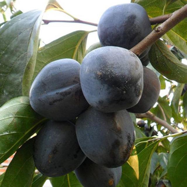 黑色的水果有哪些，常见的黑色的水果有哪些（谁说水果以稀为贵）