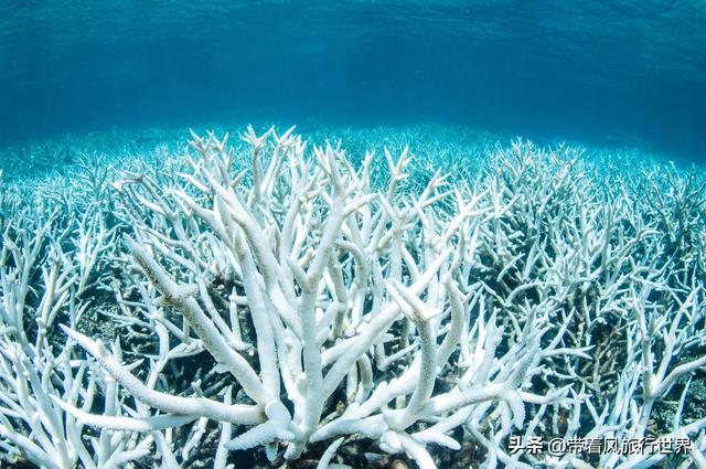 原来珊瑚礁是这样形成的，面临死亡威胁的珊瑚礁群