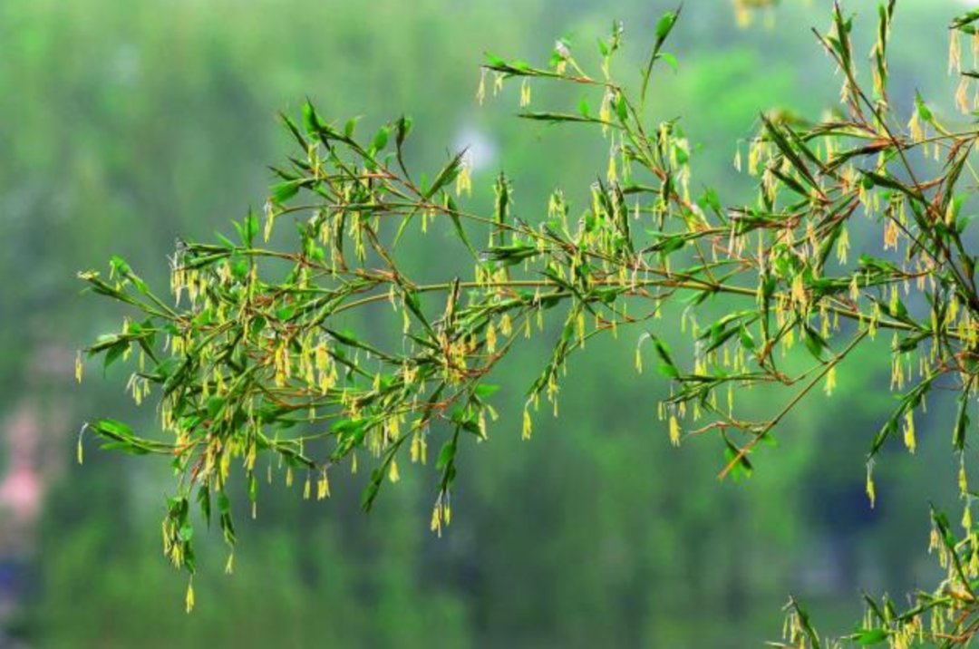 节节高竹炭（竹子开花是）