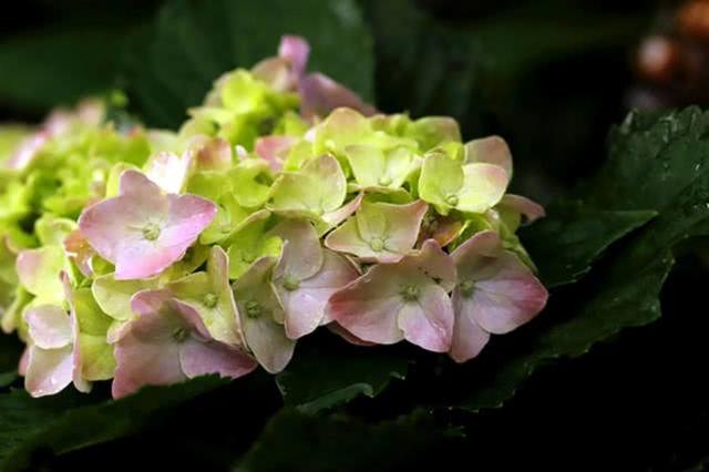 十二星座几岁被表白，12星座一生被表白多少次（让十二星座心动的爱情都发生在几岁）