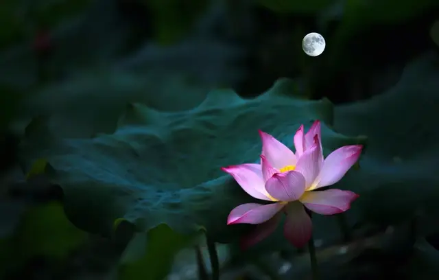 荷塘月色的作者，荷塘月色的作者是谁（著名演员严晓频朗诵《荷塘月色》）